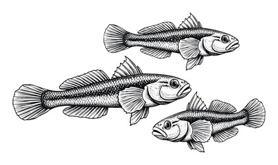 Detailed black and white engraving style illustration depicting three fish, perfect for fishing industry publications, wildlife conservation materials, or aquatic animal themed educational