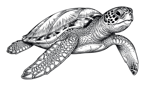 Black and white hand drawn sea turtle gracefully swimming through water, excellent for marine life publications, ecological studies, aquatic wildlife documentaries, or conservation advocacy