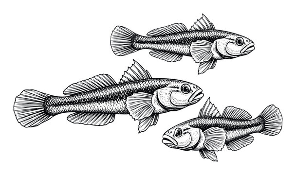 Detailed black and white engraving style illustration depicting three fish, perfect for fishing industry publications, wildlife conservation materials, or aquatic animal themed educational