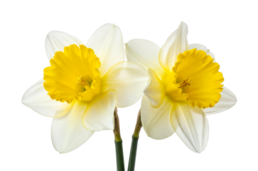 Two beautiful fresh daffodils with vibrant yellow trumpets and delicate white petals symbolize the arrival of spring and new beginnings.