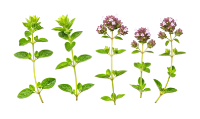 Fresh oregano plants with vibrant green leaves and delicate purple flowers captured in a studio setting, showcasing their aromatic beauty and culinary appeal.