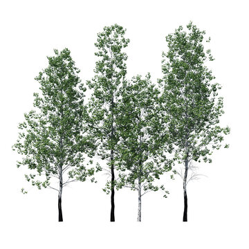 Populus Tremuloides Quaking Aspen Fall Tree 3D Model