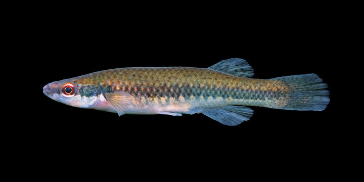 Striped topminnow, Fundulus notatus, black background.