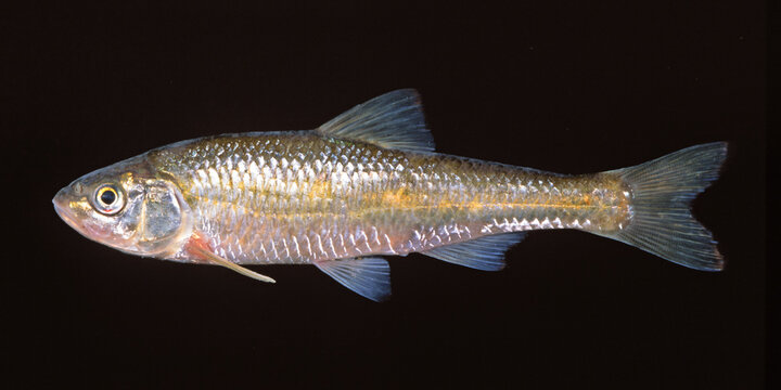 Common shiner, Luxilus cornutus, black background