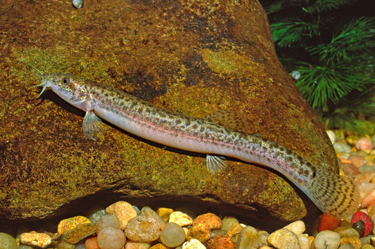 Asian Pond Loach, Misgurnus anguilicaudatus