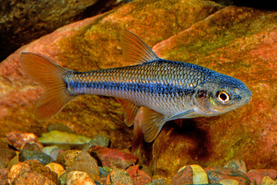 Topeka shiner, Notropis topeka