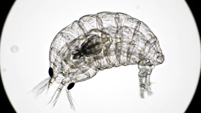 Microscopic Copepod Crustacean Zooplankton Marine Biology.