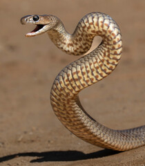 Fototapeta premium Australian Eastern Brown Snake in defensive pose