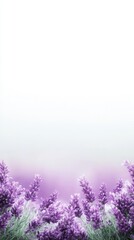 Vibrant lavender blossoms elegantly arranged against clean white backdrop showcasing natural beauty and aromatic flora.