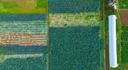 Vertical top down drone view of a patchwork of green cabbage fields and a white greenhouse showing the geometric patterns of organized agriculture on a farm