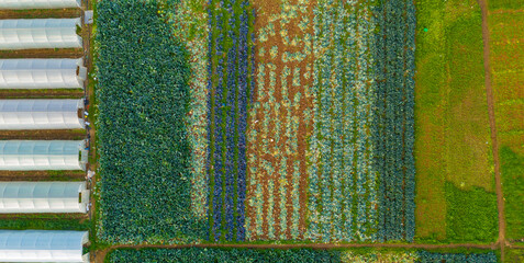 Detailed top down aerial shot of cabbage rows in a field next to greenhouses highlighting the texture of the crops and the fertile soil of the farmland © bugrakaanersoy