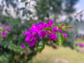 Bougainvillea flower with soft green bokeh background, ideal for nature themes, floral design, or botanical visuals.