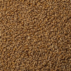 A rustic, natural texture featuring hundreds of scattered, dry cereal grains, ideal for food packaging designs or agricultural themes, cereal, macro, farming