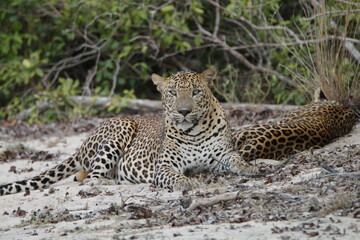 Fototapeta premium Sri Lankan Leopards in Wilpattu National Park, Sri Lanka 