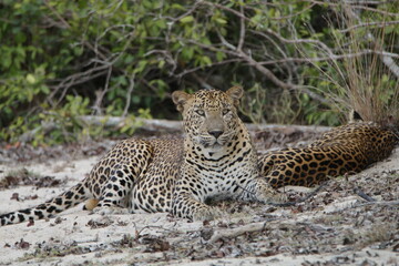 Fototapeta premium Sri Lankan Leopards in Wilpattu National Park, Sri Lanka 