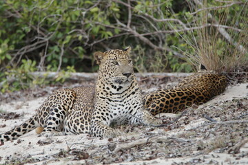 Obraz premium Sri Lankan Leopards in Wilpattu National Park, Sri Lanka 