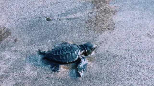 On Kuta Beach, a turtle release ceremony is held as part of the Bali Sea Turtle Society (BSTS) program. Protecting sea turtles. Turtles are released onto the sand and run towards the water. Indonesia.