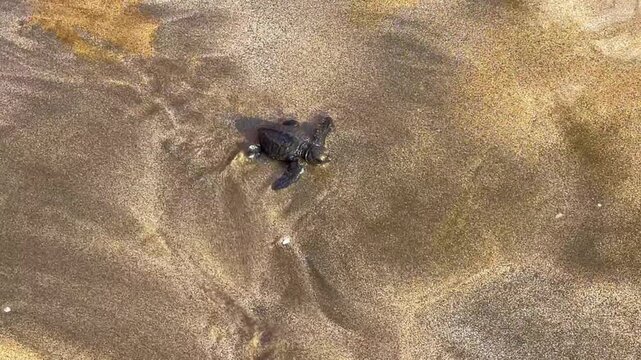 On Kuta Beach, a turtle release ceremony is held as part of the Bali Sea Turtle Society (BSTS) program. Protecting sea turtles. Turtles are released onto the sand and run towards the water. Indonesia.