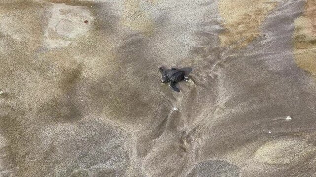 On Kuta Beach, a turtle release ceremony is held as part of the Bali Sea Turtle Society (BSTS) program. Protecting sea turtles. Turtles are released onto the sand and run towards the water. Indonesia.