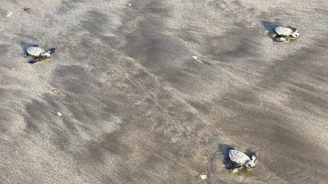 On Kuta Beach, a turtle release ceremony is held as part of the Bali Sea Turtle Society (BSTS) program. Protecting sea turtles. Turtles are released onto the sand and run towards the water. Indonesia.