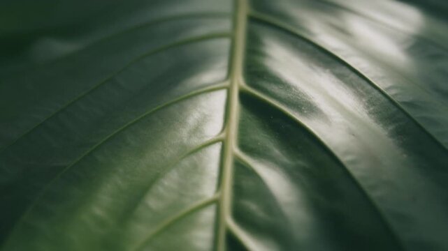 Macro shot of vibrant green leaf showcasing detailed veins textures and organic surface under soft natural lighting