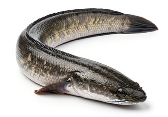 Whole Fresh Snakehead Fish