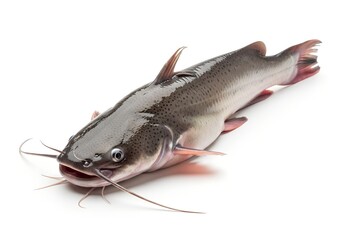 Fresh Whole Catfish Isolated