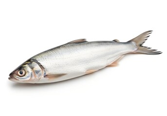 Fresh Milkfish in Indonesia called Bandeng