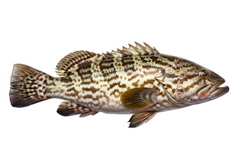 Fresh Grouper Fish on transparent Background
