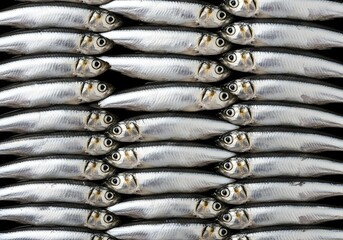 Fresh Anchovy Fish arranged neatly