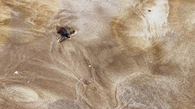 On Kuta Beach, a turtle release ceremony is held as part of the Bali Sea Turtle Society (BSTS) program. Protecting sea turtles. Turtles are released onto the sand and run towards the water. Indonesia.