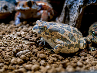 エジプトミドリヒキガエル