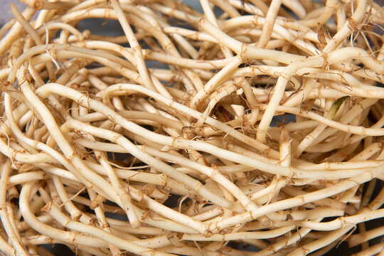 closeup of vegetable houttuynia cordata roots