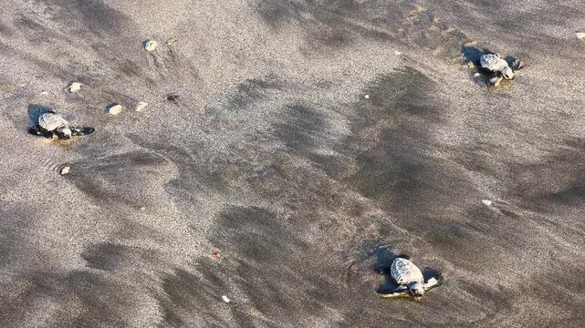 On Kuta Beach, a turtle release ceremony is held as part of the Bali Sea Turtle Society (BSTS) program. Protecting sea turtles. Turtles are released onto the sand and run towards the water. Indonesia.