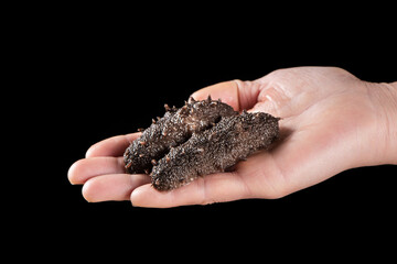 Raw sea cucumber trepang in hand on black background