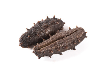 Raw sea cucumber trepang isolated on white background