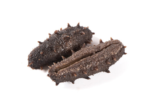 Raw sea cucumber trepang isolated on white background