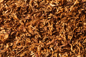 dried finely crushed tobacco leaves texture background.