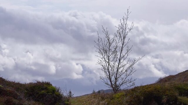 Budding tree stands alone on mountain top in Thingvellir Park Iceland