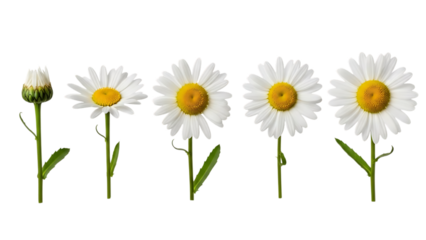 Daisy flower blooming stages isolated on white background isolated on transparent background