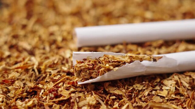 finely crushed tobacco leaves that is used in the manufacture of cigarettes