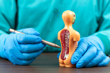 Family protection life insurance policies; health insurance concept; doctor's hands show analysis of human anatomical model; explanation of medical safety and prevention.