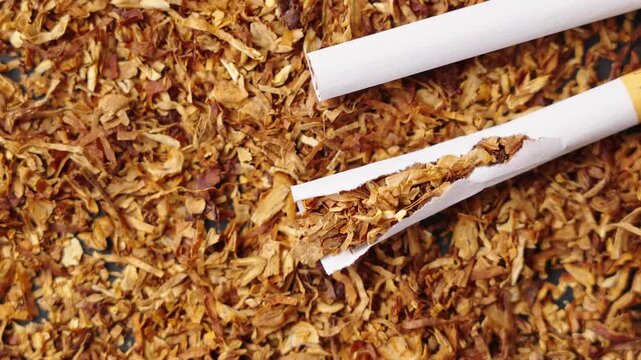 finely crushed tobacco leaves that is used in the manufacture of cigarettes