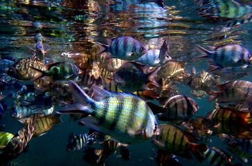 Vietnam sea life