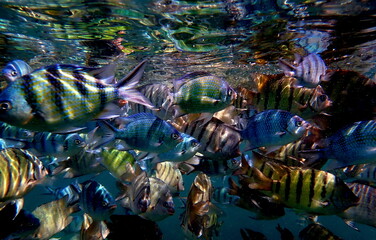 Vietnam sea life
