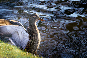 Wild duck stretching wings on rippling water