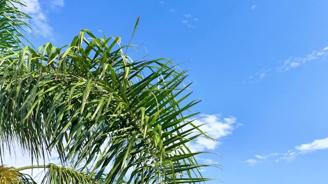 Palm Tree Swaying in Bright Gold Coast Sunshine