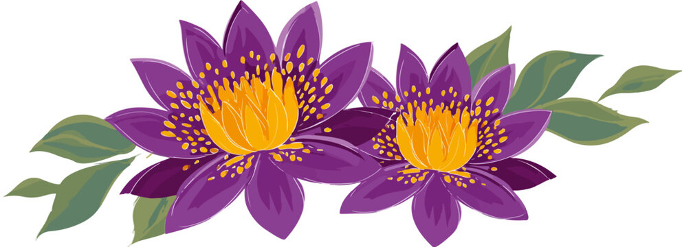 Duas flores de l&oacute;tus roxas vibrantes com miolo amarelo e folhas verdes em fundo transparente.