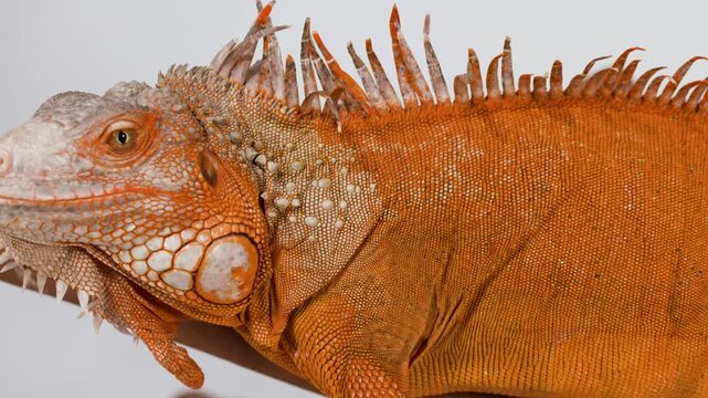 Close Up Profile of an Orange Iguana Resting on a Branch