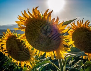 Vibrant sunflower heads tilting towards the sun, showcasing intricate seed patterns and golden petals in a sun-drenched field.